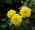 Роза Friesia (Фрезия) — фото 3
