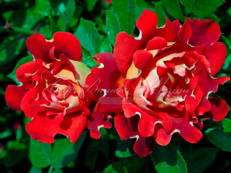 Бордюрные розы: роскошь до мельчайших деталей