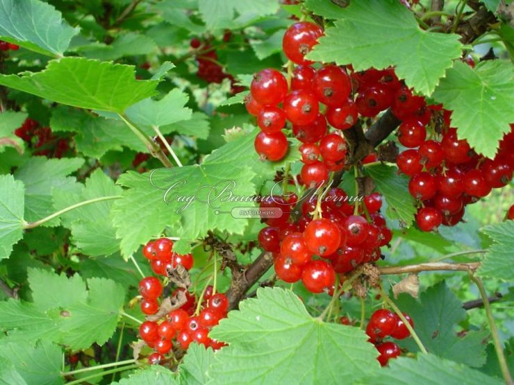 Красная смородина – ягода красоты и здоровья