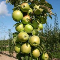 Колонновидные яблони: особенности растения, посадка и уход