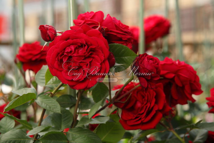 Роза Dream Light (Дрим Лайт) – купить саженцы роз в питомнике в Москве