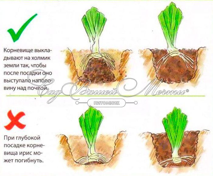 как правильно сажать ирисы