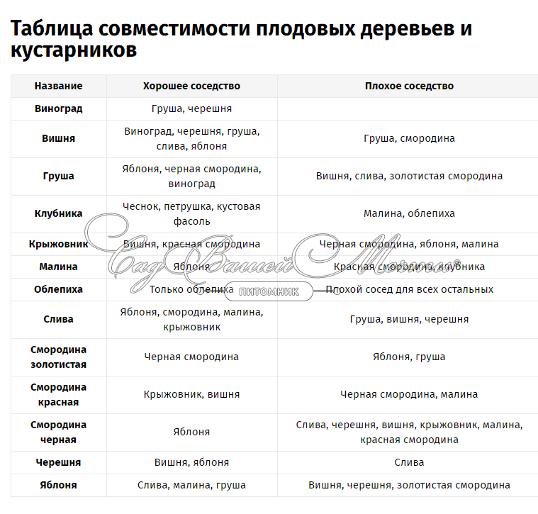 Как выбрать саженец для посадки в Подмосковье и других регионах