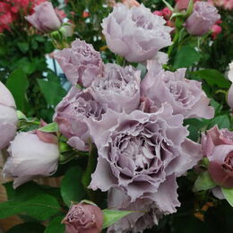 Розы Kawamoto