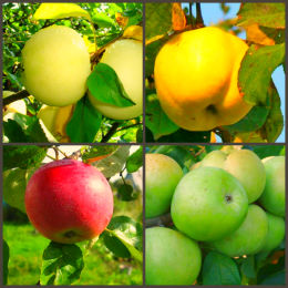 Яблони 4-х сортовые