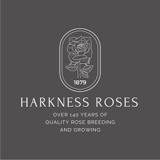 Розы Harkness