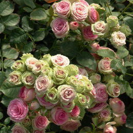 Спрей-розы крупномеры