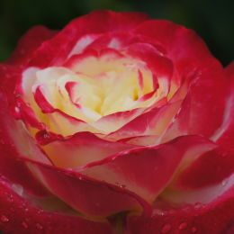 Самые ароматные розы-крупномеры