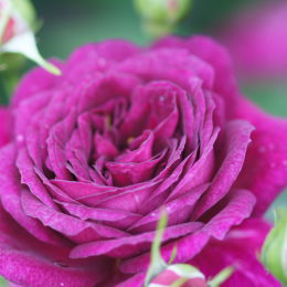 Розы крупномеры необычных оттенков