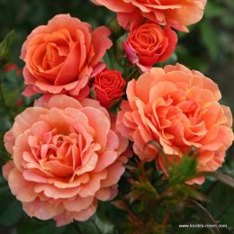 Романтические розы крупномеры