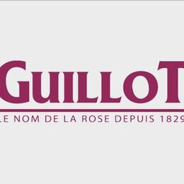 Розы Guillot