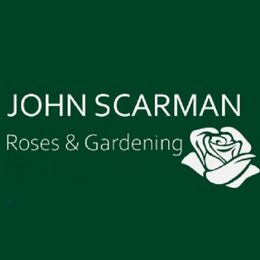 Розы Scarman