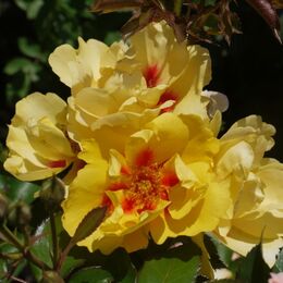 Роза Гибрид Hulthemia persica