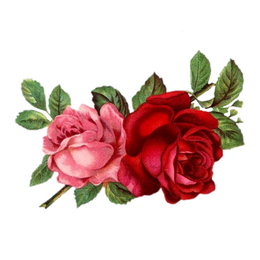 Розы Fryers