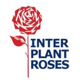Розы Interplant