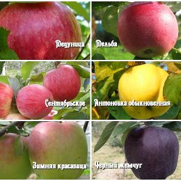 Яблони 6-ти сортовые