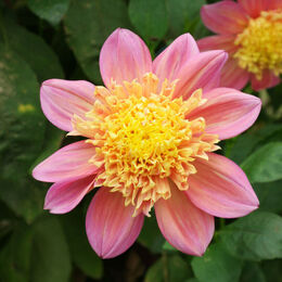 Анемоновидные георгины (Anemone-flowered dahlias).