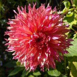 Бахромчатые георгины (Fimbriated dahlias).