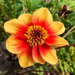 Однорядные (простые) георгины (Single-flowered dahlias).