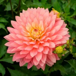 Декоративные георгины (Decorative dahlias).