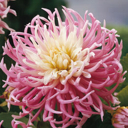Кактусные георгины (Cactus dahlias).