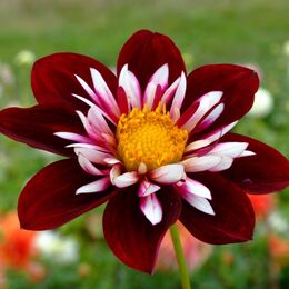 Воротничковые георгины (Collerette dahlias).