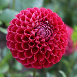 Шаровидные георгины (Ball dahlias).