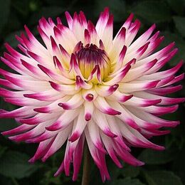 Полукактусовые георгины (Semi-cactus dahlias).