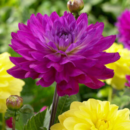Переходные (смешанные) георгины (Miscellaneous dahlias).