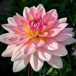 Нимфейные георгины (Waterlily dahlias).