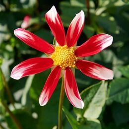Однорядные орхидеевидные (звёздчатые) георгины (Single Orchid & Stellar dahlias).