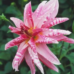 Махровые орхидеевидные (звёздчатые) георгины (Double Orchid & Stellar dahlias).