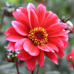 Пионовидные георгины (Peony-flowered dahlias).