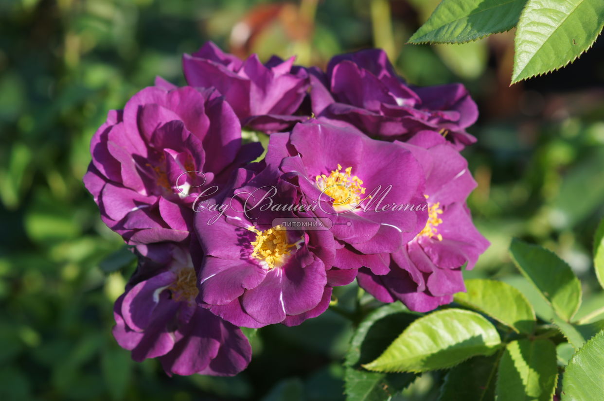 пурпурная роза