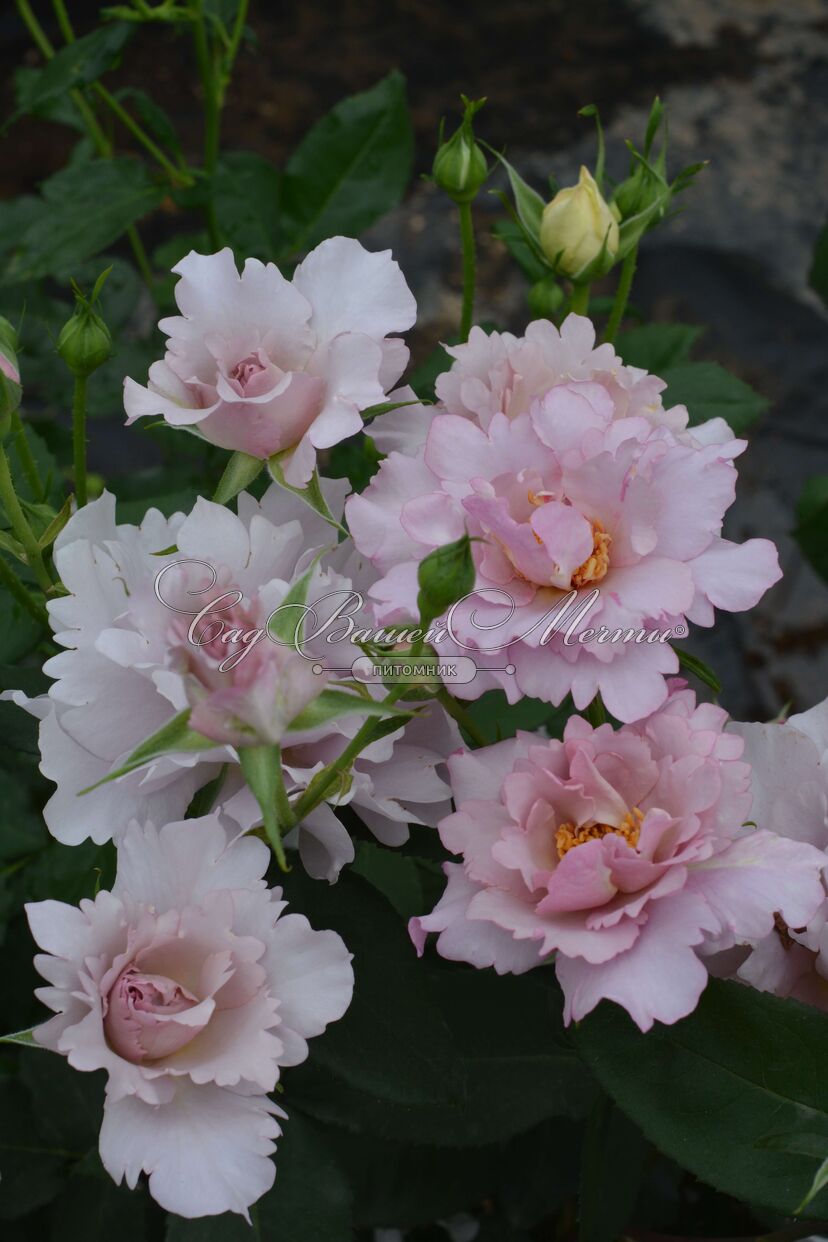Розы японской селекции - Розы - Каталог - Kamelia-gardens.ru