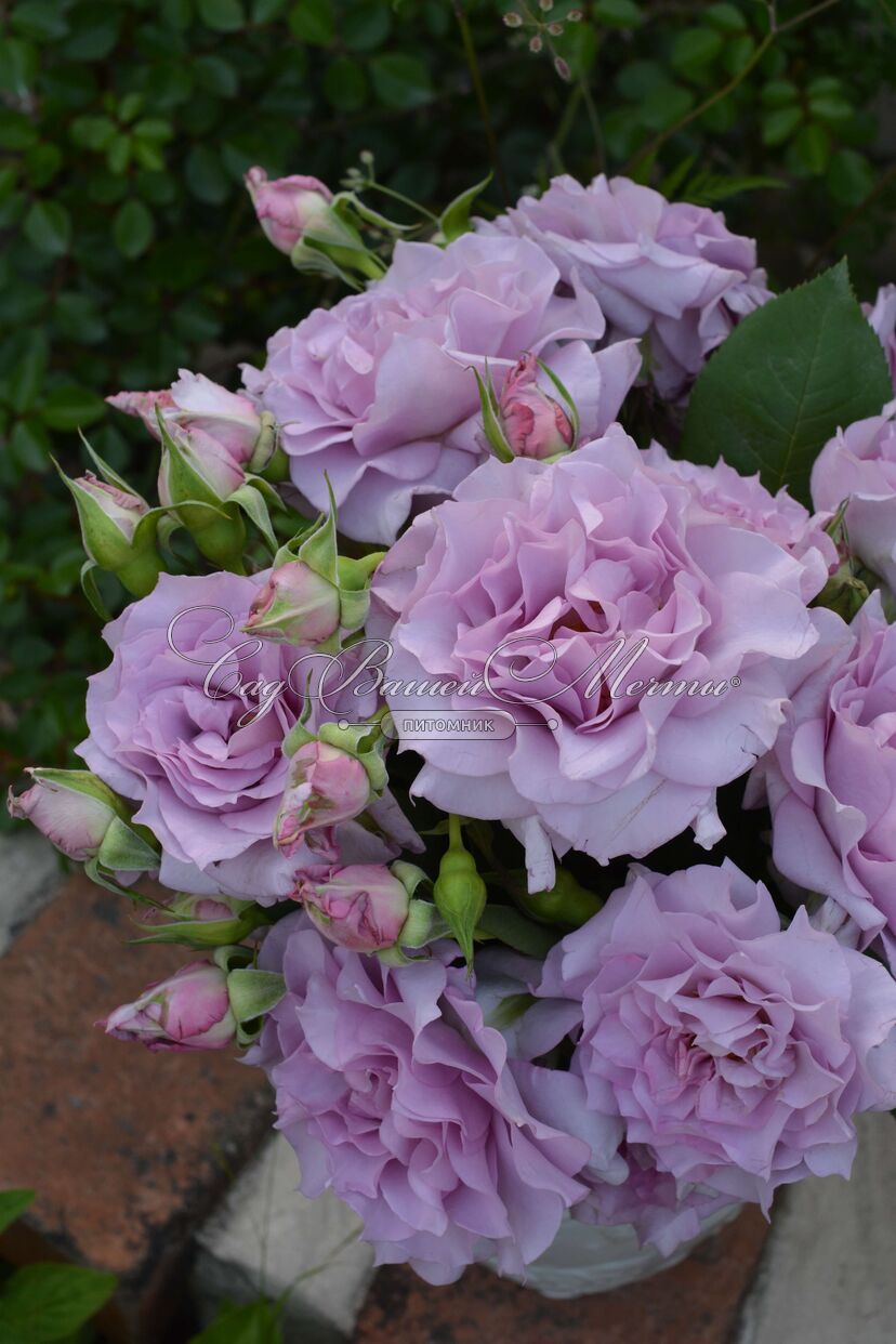 Розы японской селекции - Розы - Каталог - Kamelia-gardens.ru