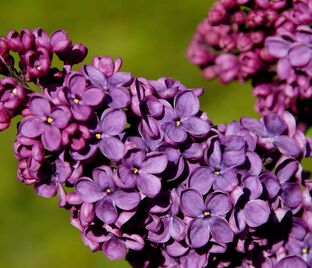 Сирень "Анденкен ан Людвиг Шпет" / Syringa vulgaris "Andenken an Ludwig Spath"