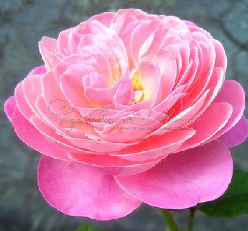 Роза Dream Light (Дрим Лайт) – купить саженцы роз в питомнике в Москве