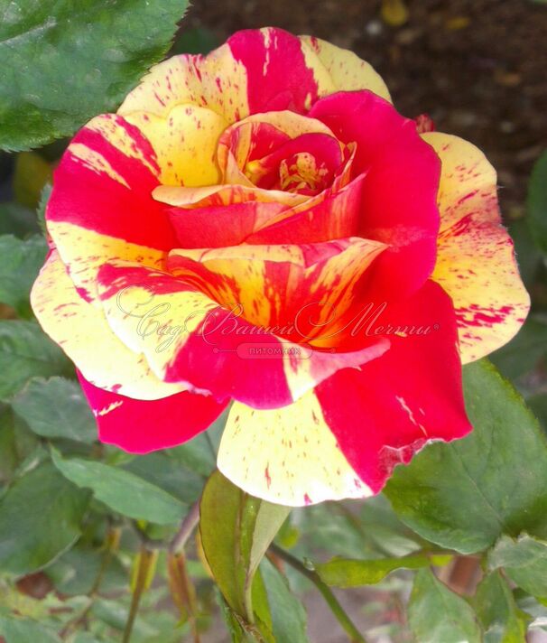 Роза Tocade (Токад) — фото 1