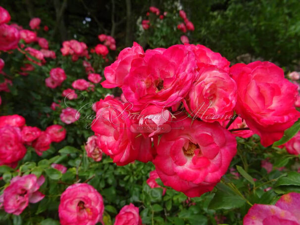 Роза Patte de Velours (Пат де Велюр) — фото 1