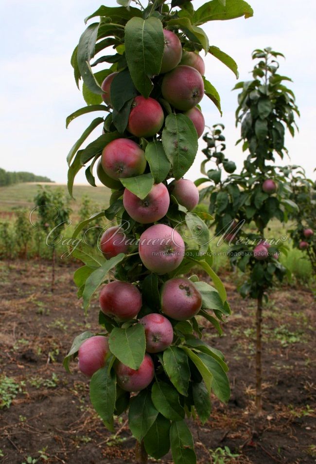 Яблоня колоновидная Луч – купить саженцы яблони в питомнике в Москве