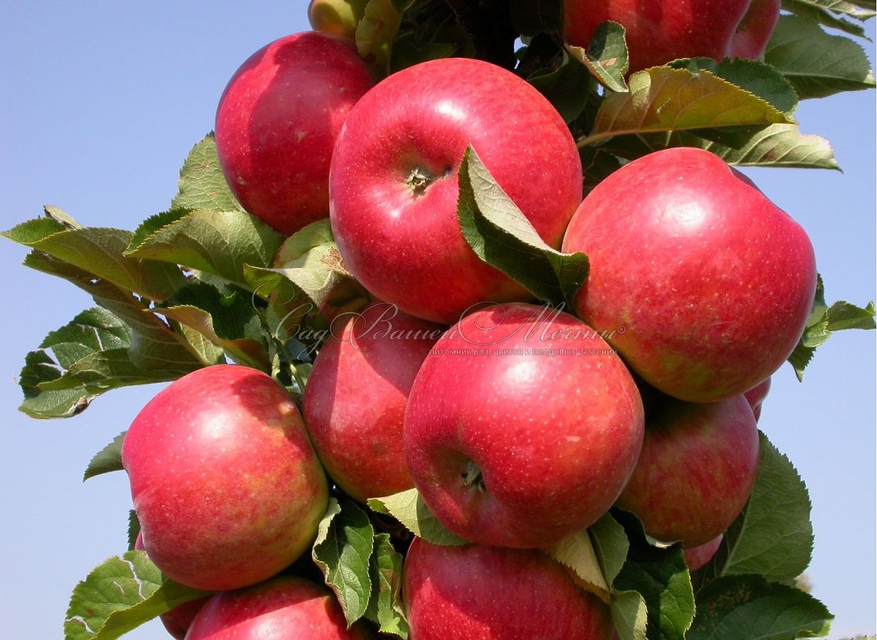 Яблоня колоновидная Арбат – купить саженцы яблони в питомнике в Москве