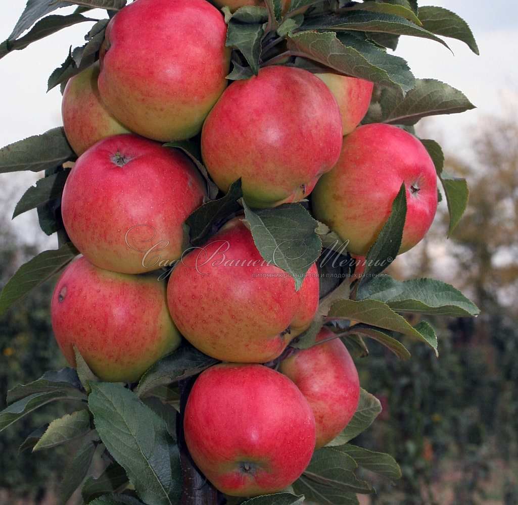 Яблоня колоновидная Баргузин – купить саженцы яблони в питомнике в Москве