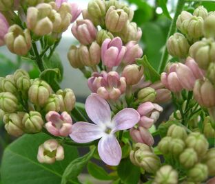 Сирень "Амбассадор" / Syringa vulgaris "Ambassadeur"