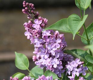 Сирень "Аметист II" / Syringa vulgaris "Ametist II"