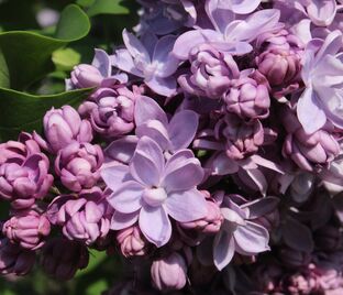 Сирень "Андрюша Громов" / Syringa vulgaris "Andrysha Gromov"