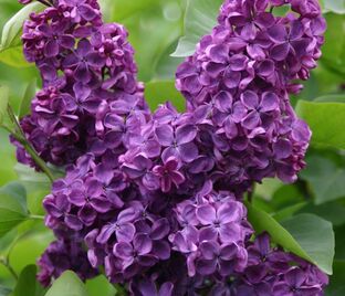 Сирень "Анн Шиач" / Syringa vulgaris "Anne Shiach"