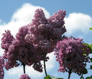 Сирень "Анна Никлс" / Syringa vulgaris "Anna Nickles"