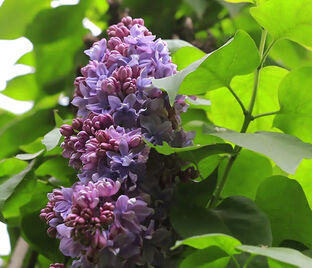 Сирень "Анри Робер" / Syringa vulgaris "Henri Robert"
