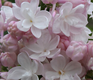 Сирень "Антонина Мельник" / Syringa vulgaris "Antonina Mel'nik"